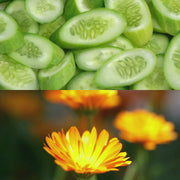 Cucumber Calendula Hydrosol