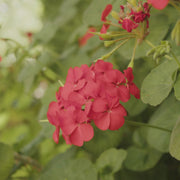 Rose Geranium