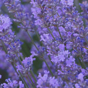 Lavender Hydrosol